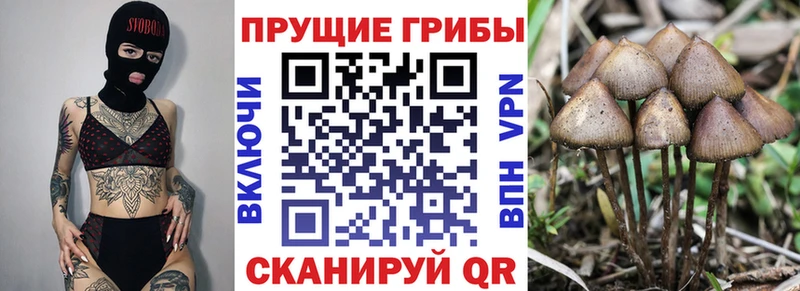 купить наркоту Щигры Галлюциногенные грибы GOLDEN TEACHER